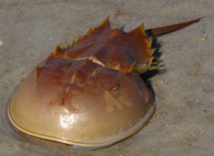 Horseshoe-Crab